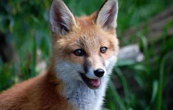 Picture muzzle, Fox, red