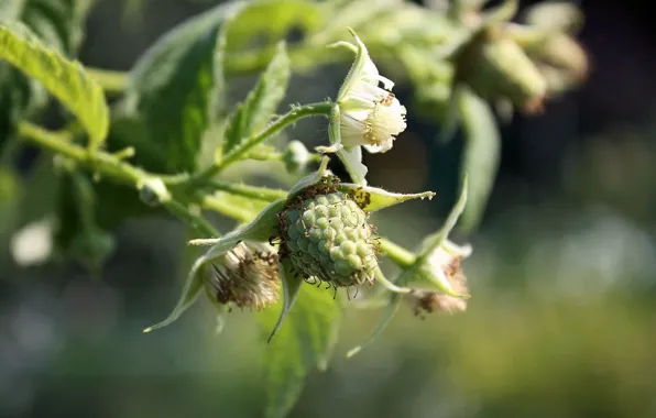 Berry, August, Raspberry, unripe