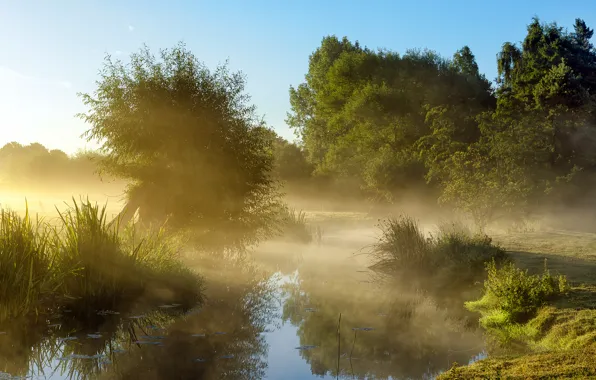 Picture the sky, trees, fog, pond, morning