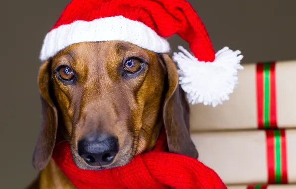 Animals, eyes, red, holiday, Shine, new year, dog, scarf