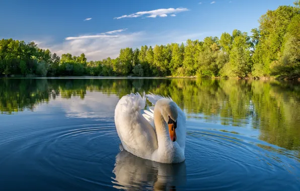 Picture trees, landscape, nature, lake, Swan