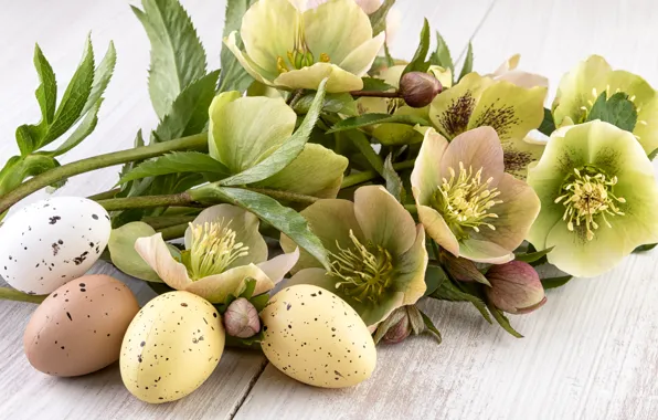 Picture flowers, holiday, Board, eggs, Easter, Easter, eggs, hellebore