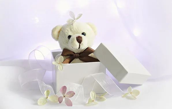 Background, box, gift, toy, tape, bear, flowers, Teddy bear