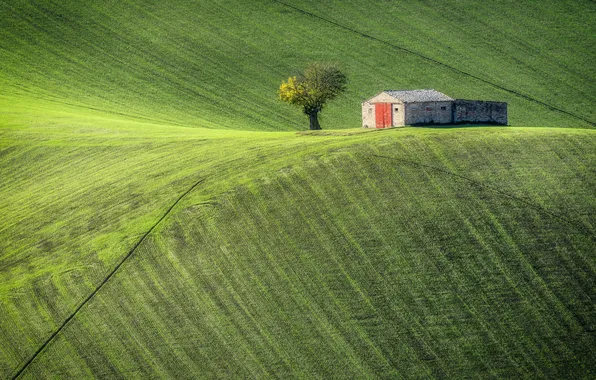 Greens, field, strip, tree, hills, spring, slope, the barn