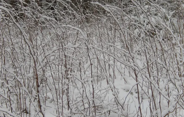 Winter, snow, branches, nature, background, widescreen, branch, wallpaper