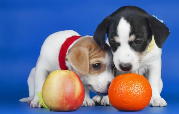 Picture Apple, orange, puppies