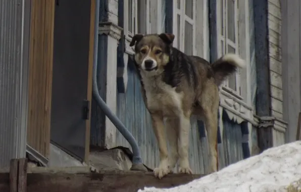 Each, Dog, village, the watchman