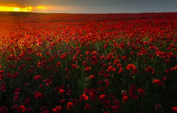 Field, the sky, sunset, flowers, Maki, meadow, red, poppy field