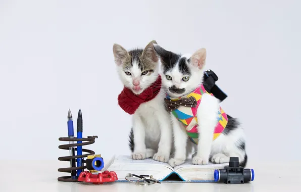 Look, cats, pose, kitty, kittens, a couple, two kittens, cute