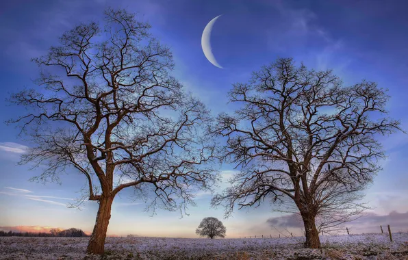 Field, the sky, trees, night, nature, the moon
