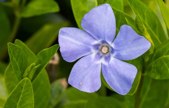 Macro, petals, leaves, periwinkle