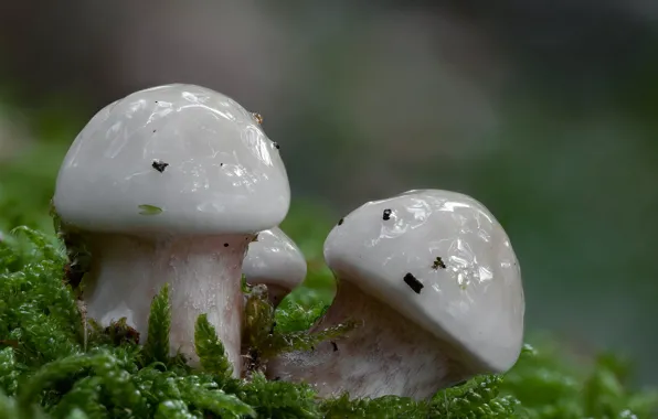 Autumn, nature, background, mushrooms, moss, dampness, Beat Buetikofer