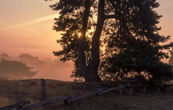 Rays, sunset, tree, the fence, the fence, benches, pine