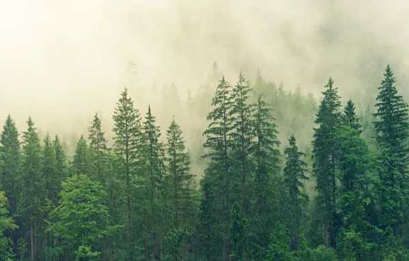 Forest, trees, fog, morning, ate, green, haze, pine