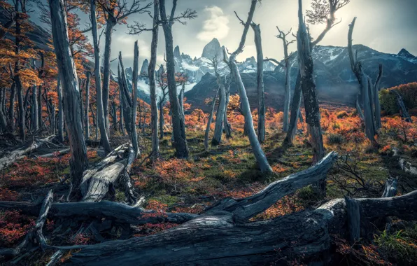 Autumn, forest, trees, mountains, trunks, haze, log, Andes