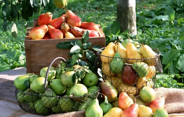 Harvest, fruit, pear