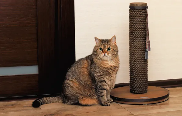 Cat, cat, look, face, pose, grey, background, room