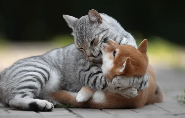 Picture cat, each, dog