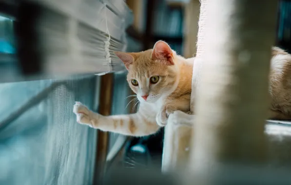 Cat, cat, look, light, pose, the game, window, red