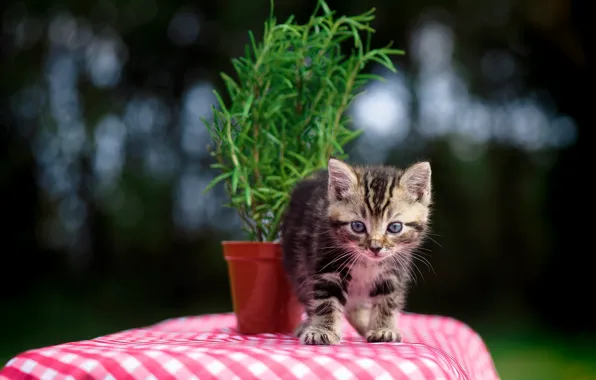 Flowers, baby, kitty