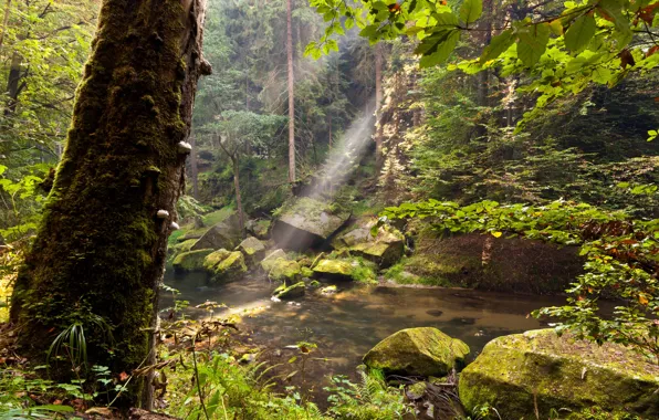 Greens, forest, trees, stream, stones, moss, the rays of the sun