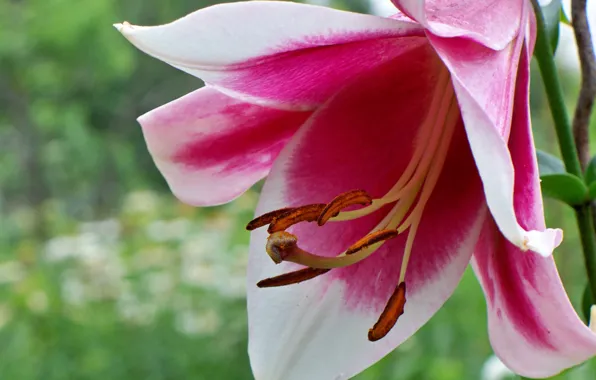 Flower, macro, nature, pink, tenderness, Lily, beauty, stamens