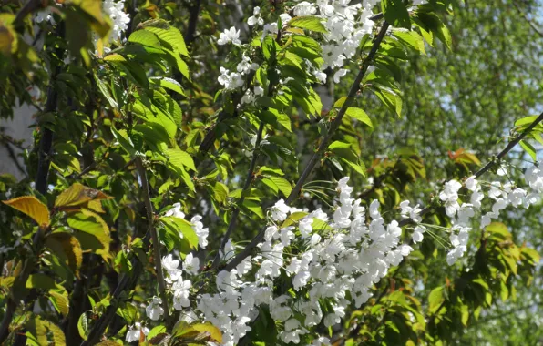 Flowers, Sunny, cherry, April, spring 2018, Mamala ©