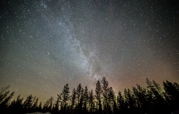 Picture the sky, stars, trees, night, the milky way