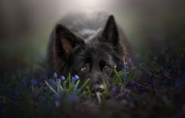 Picture look, face, flowers, dog, ears, German shepherd