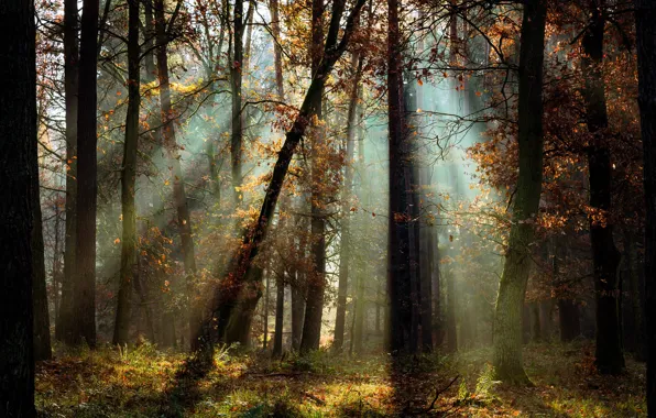 Autumn, forest, light, trees, landscape, nature, Radoslaw Dranikowski