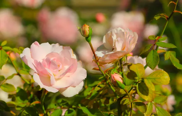 Pink, garden, roses