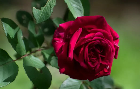Leaves, macro, roses, buds