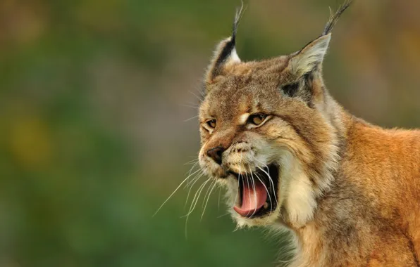 Language, mustache, look, face, light, background, mouth, lynx