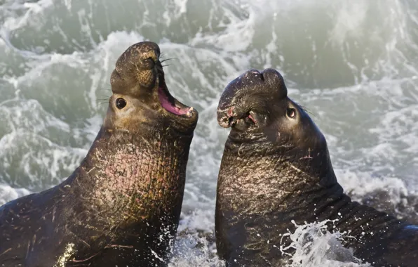 Wave, coast, USA, California, San Simeon, Northern elephant seals (Mirounga angustirostris, Northern Elephant Seal), Piedras …