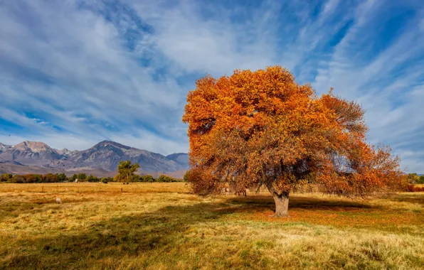 Picture autumn, United States, California, Sierra Trailer Park