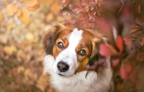 Autumn, look, face, leaves, portrait, dog, kooikerhondje