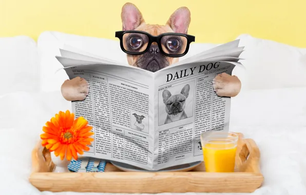 Glass, dog, humor, juice, glasses, newspaper, eyepieces