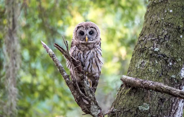 Picture trees, branches, nature, owl, bitches, owl