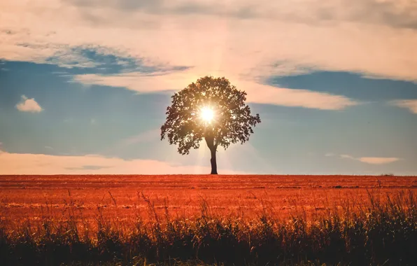 Picture sky, Tree, field, landscape, nature, clouds, sun, sunlight