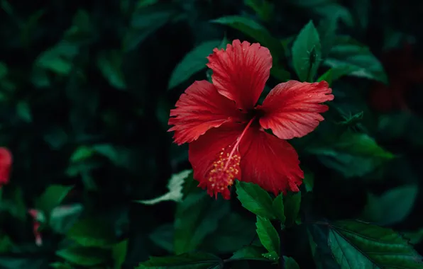 Flower, leaves, red, the dark background, hibiscus