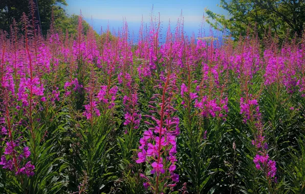 Flowers, thickets, glade, meadow, pink, a lot, Ivan-tea, fireweed