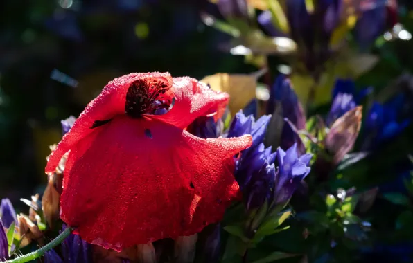 Flower, drops, macro, flowers, red, Mac, Maki, petals