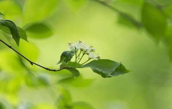 Leaves, flowers, background, branch, white
