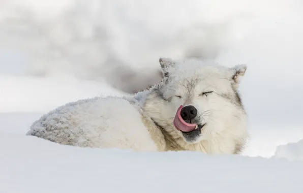 Picture winter, language, snow, wolf, polar