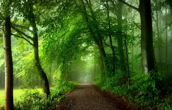 Picture green, Park, track, alley