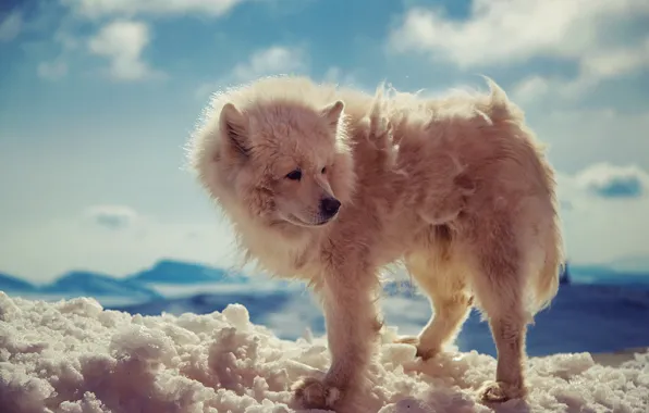 Nature, dog, snow, bokeh, animal, wolf, wild, fur