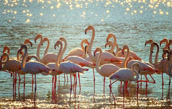 Water, birds, Flamingo