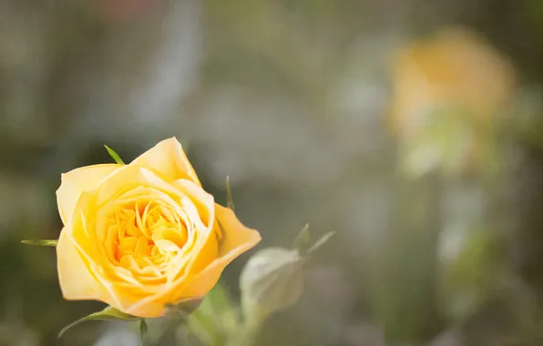 Picture flower, yellow, rose, petals