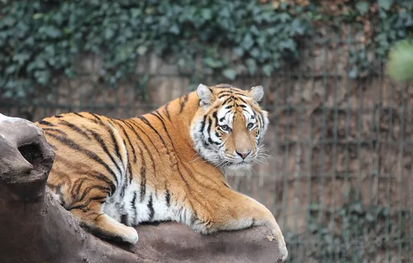 Look, tiger, beast, zoo