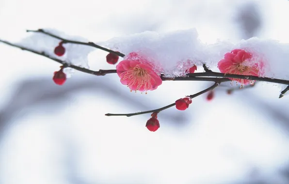 Snow, flowers, cherry, branch, petals, Sakura